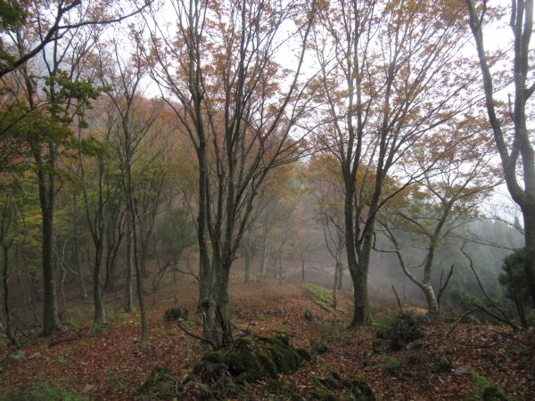 登山道